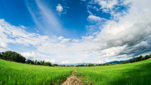 Yong Rice Field Under White Clouds And Blue Sky With Lens Fish Eye.