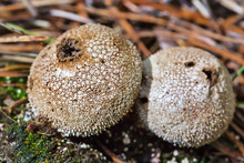 Edible Mushroom Puffball Spiny (Latin. Lycoperdon Perlatum)