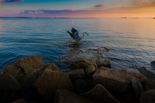 Great Blue Heron Catching Fish At Sunset In Ocean
