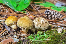 Edible Mushroom Puffball Spiny (Latin. Lycoperdon Perlatum)