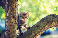 Cute Little Kitten Sitting On A Tree Branch In The Garden