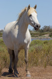 Fototapeta Konie - Cavallo bianco in Camargue