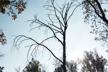 Poster - Autumn forest trees background