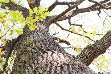 Poster - Autumn forest tree background