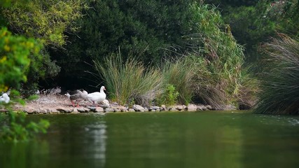 Wall Mural - ducks resting by the water in a public park