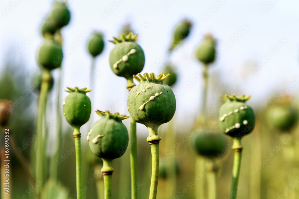poppy heads with drops of opium milk - obrazy, fototapety, plakaty 