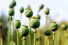 Poppy Heads With Drops Of Opium Milk