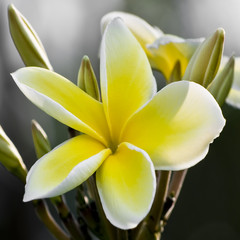 White and yellow plumeria flowers on a tree