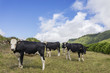 © cristovao31 - Cows grazing at the fields of Sao Miguel island, Azores Portugal