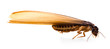 flying termite on white background