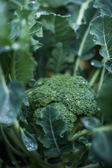 Broccoli growing on vegetable bed