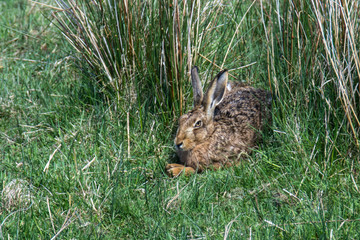 Wall Mural - Brown Hare (Lepus europaeus) in form amongst tall grass