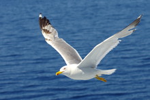 White Seagull Flying Over The Blue Sea.