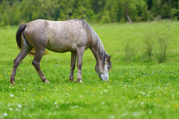 Wall Mural - Horse on the pasture