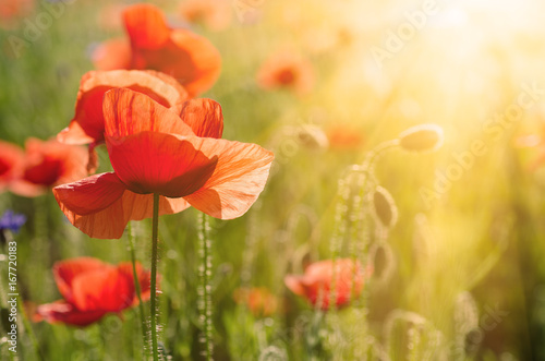 Red Poppy Flowers Blooming In The Green Grass Field With Sun