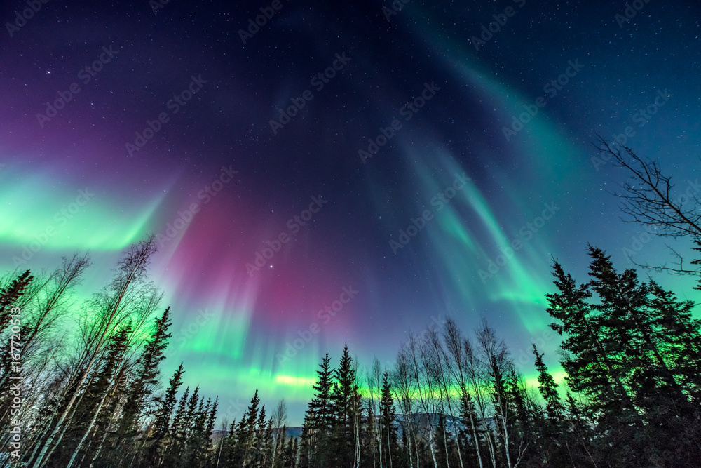 Purple and green aurora / northern Lights over tree line - obrazy, fototapety, plakaty 