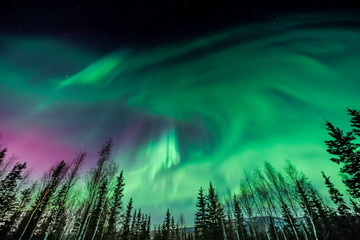purple and green aurora over tall pine trees