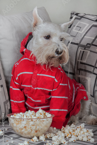Schnauzer Dog Watching Tv Or A Movie Sitting On A Grey Sofa Or