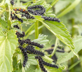 Wall Mural - Peacock butterfly caterpillars