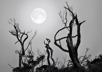 Bare trees with full moon background in a scary and spooky scene as Halloween theme