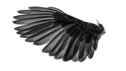 angel wings, natural black wing plumage with clipping part