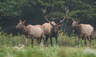 Wall Mural - Bull Elk 