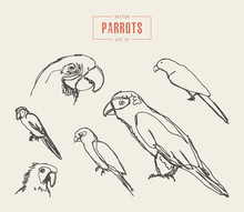 Set Realistic Parrots Hand Drawn Vector Sketch