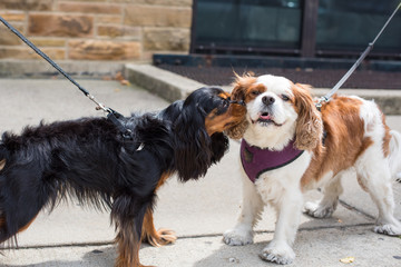 Two cute Cavalier King Charles Spaniels meet for the first time on a city street.