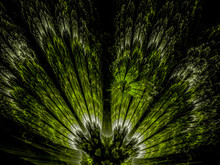 Green And White Feathery Fractal Background Pattern
