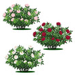 set of peony bushes with green leaves and flowers