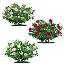 Set Of Peony Bushes With Green Leaves And Flowers
