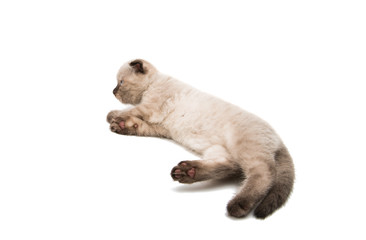 Sticker - Lop eared kitten isolated