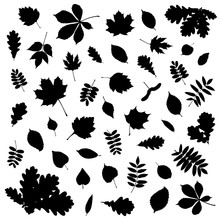 Collection Of Black Leaf Silhouette On White Background