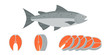 salmon fish and sliced of salmon fillet steak illustration, flat design vector