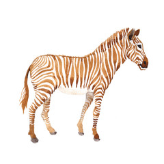 Exotic zebra wild animal in a watercolor style isolated. Full name of the animal: zebra. Aquarelle wild animal for background, texture, wrapper pattern or tattoo.