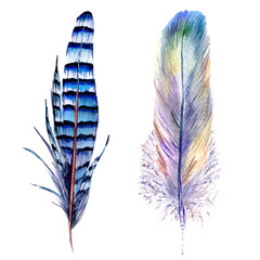 Watercolor bird feather from wing isolated. Aquarelle feather for background, texture, wrapper pattern, frame or border.