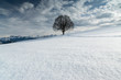 canvas print picture - Schneeflocken in Winter-Landschaft mit einsamem Baum