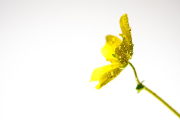 yellow flower of small caltrops weed, isolated flower on white background