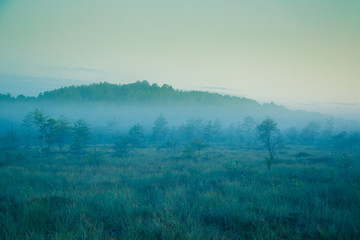  A dreamy swamp landscape before the sunrise. Colorful, misty look. Marsh scenery in dawn. Beautiful, artistic style photo.