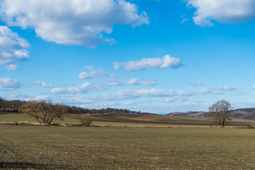 Wall Mural - field