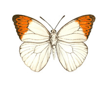 Watercolor Painting Of Great Orange Tip Butterfly On White Background.
