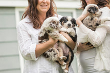 Cropped Shot Of Young Woman And Mother Holding Sheepdog Puppies On Ranch, Bridger, Montana, USA