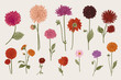 Dahlias set. Botanical vector vintage illustration. Design elements. Colorful.