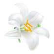 Madonna Lily - Lilium candidum. 
Hand drawn vector illustration of white lily - symbol of purity and innocence - on transparent background, realistic style.
