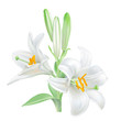 Madonna Lily - Lilium candidum. 
Hand drawn vector illustration of white lily - symbol of purity and innocence - on transparent background, realistic style.
