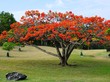 An orange Flamboyant tree (delonix regia) in bloom in the Caribbean