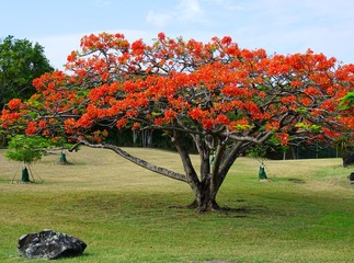 Wall Mural - An orange Flamboyant tree (delonix regia) in bloom in the Caribbean