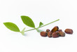 Jojoba (Simmondsia chinensis) leaves and seeds