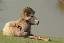 Reclining Bighorn Sheep