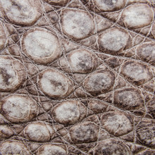 Freshwater Crocodile Belly Skin Texture Background.